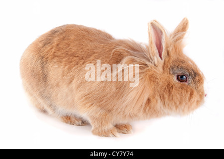 Braunen Löwenkopf Kaninchen isoliert auf weiss Stockfoto