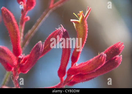 Kangaroo paw (Anigozanthos Flavidus) Blume im Garten in New South Wales Australien Stockfoto