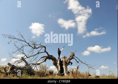 Alter Baum Stockfoto