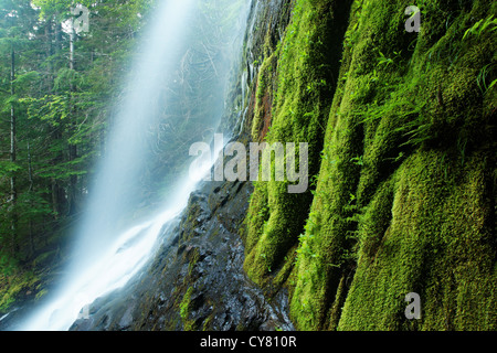 Ein UN-named Wasserfall ergießt bemooste Klippe in der Nähe von Stevens Canyon Eingang, Mount-Rainier-Nationalpark, Washington, USA Stockfoto