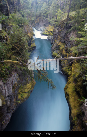 Die Ohanapecosh-Fluss fließt durch eine Schlucht flussabwärts von Silver Falls, Mount-Rainier-Nationalpark, Washington, USA Stockfoto