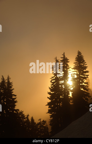 Sonnenlicht durch Bäume und ein am frühen Morgen Nebel, Chinook Pass, Mount-Rainier-Nationalpark, Washington, USA Stockfoto