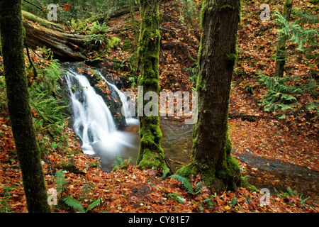 Cascade Creek fließt über rustikal fällt, Moran State Park, Orcas Island, San Juan County, Washington, USA Stockfoto