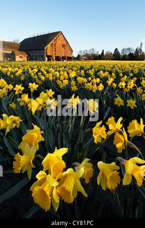 Narzissen blühen auf einer Skagit Valley Farm, Skagit County, Washington, USA Stockfoto