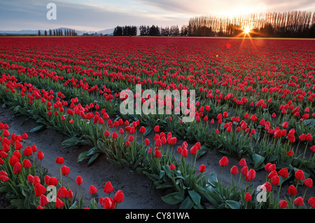 Tagesanbruch über ein Feld des roten Tuplips, Mount Vernon, Skagit Valley, Skagit County, Washington, USA Stockfoto