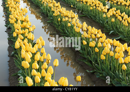 Reihen von gelben Tulpen spiegelt sich im Schlamm Pfütze, Mount Vernon, Skagit Valley, Skagit County, Washington, USA Stockfoto