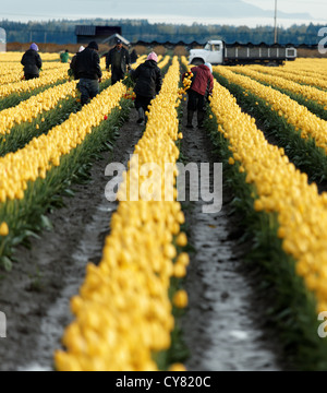 Arbeitnehmer im Bereich der gelbe Tulpen, Skagit Valley, Skagit County, Washington, USA Stockfoto