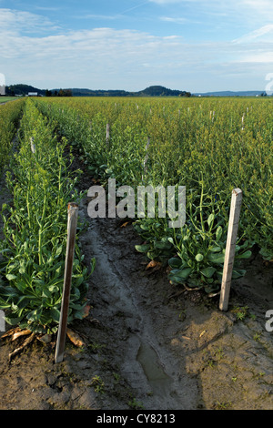 Reihen nicht blühen Gelb Senf, Mount Vernon, Skagit Valley, Skagit County, Washington, USA Stockfoto