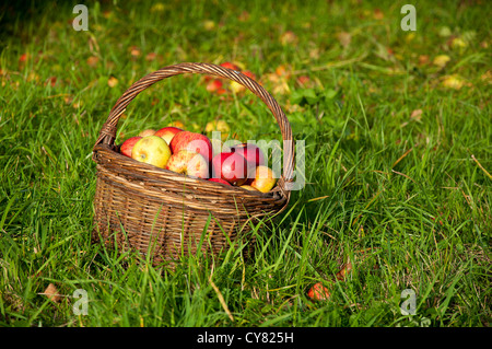 Frisch gepflückten Äpfeln im Obstgarten im Herbst Stockfoto