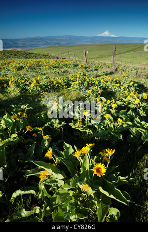 Balsamwurzel und Lupinen blühen im Frühling, Columbia Hills State Park, Klickitat County, Washington, USA Stockfoto