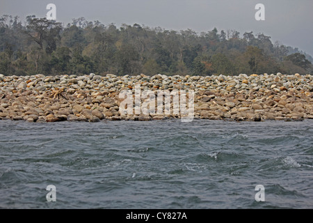 Debang Flussbett, Arunachal Pradesh, Indien Stockfoto