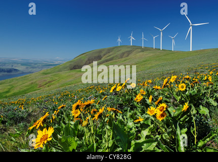 Balsamwurzel und Windturbinen in windigen Flats Windpark, Heuhaufen Butte, Columbia Hills, Goldendale Klickitat County, Washington Stockfoto