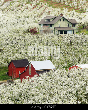 Heim- und rote Scheune in blühenden Obstgarten, Hood River, Oregon, USA Stockfoto