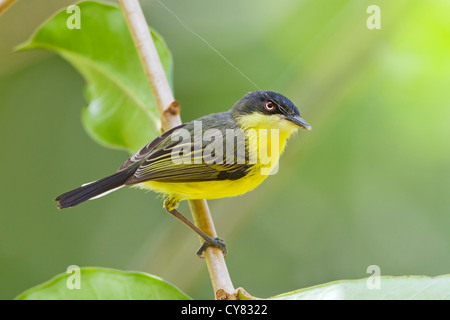 gemeinsamen Tody Fliegenfänger (Todirostrum Cinereum) Erwachsenen thront auf Zweig mit Spinnen Web in seinen Schnabel, Costa Rica, Mittelamerika Stockfoto