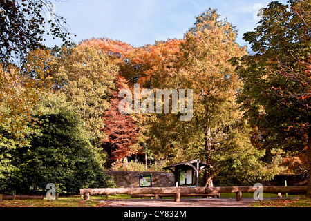 Bunte Bäume stehen hoch in der Herbst-Sonne am Nordeingang des Camperdown Country Park in Dundee, Großbritannien Stockfoto