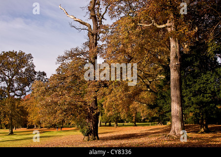 Menschen, die ein Spaziergang in der Herbst-Sonne am Camperdown Country Park in Dundee, Großbritannien Stockfoto