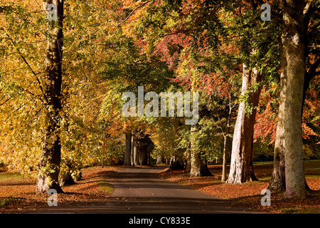 Allee der Bäume mit Herbst-Farben bei den Camperdown Country Park in Dundee, Großbritannien Stockfoto