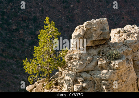 Einsamer Baum wächst aus dem Fels auf dem South Rim, Grand Canyon Nationalpark in Arizona Stockfoto