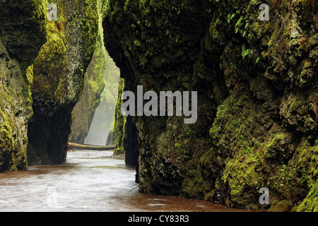 Oneonta Bach fließt durch Oneonta Schlucht, Columbia River Gorge National Scenic Area, Oregon, USA Stockfoto