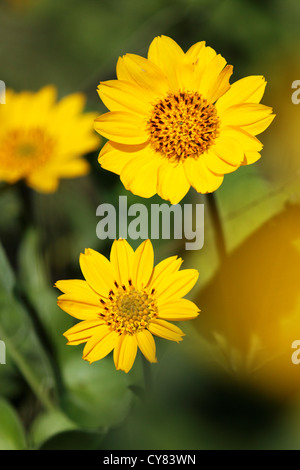 Arrowleaf Balsamwurzel, Tom McCall Wildflower bewahren, Rowena, Oregon, USA Stockfoto