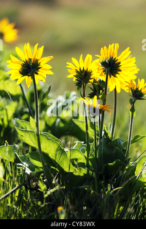 Arrowleaf Balsamwurzel, Tom McCall Wildflower bewahren, Rowena, Oregon, USA Stockfoto