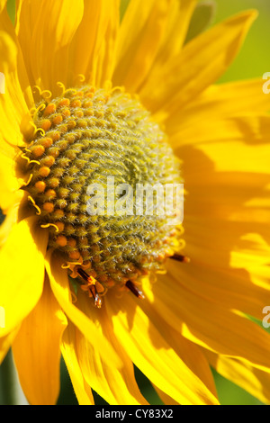 Arrowleaf Balsamwurzel, Tom McCall Wildflower bewahren, Rowena, Oregon, USA Stockfoto