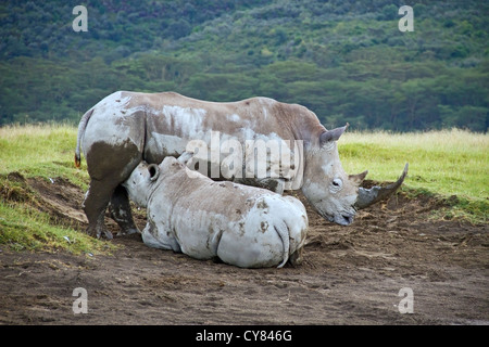 Breitmaulnashorn (Ceratotherium Simum) Erwachsenen weiblichen Säugling Kalb, Nakuru-Nationalpark, Kenia, Ostafrika Stockfoto