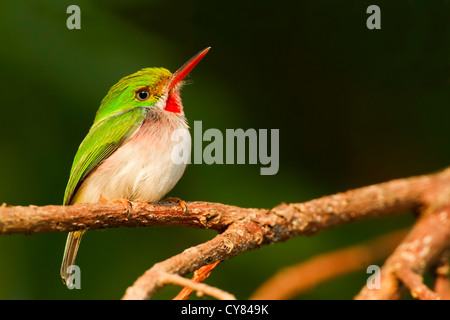 Kubanische Tody Fliegenfänger (Todus multicolor), thront auf Zweig rechts, Kuba, Karibik Stockfoto