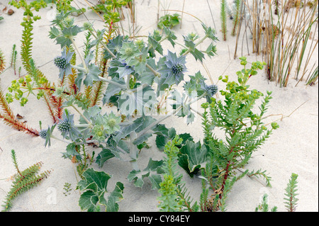 Meer-Holly (Eryngium Maritinum) wächst im weißen Sand mit Meer-Wolfsmilch (Euphorbia Paralias) an einem Sandstrand. Kap Finisterre, Spanien Stockfoto