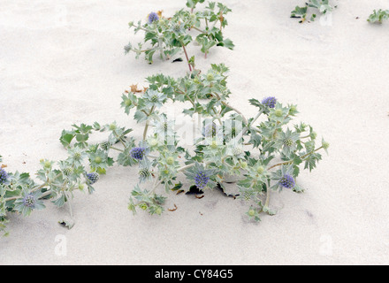 Meer-Holly (Eryngium Maritinum) wächst im weißen Sand an einem Sandstrand. Kap Finisterre, Cabo Fisterra, Galicien, Spanien. Stockfoto