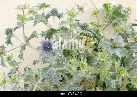 Meer-Holly (Eryngium Maritinum) wächst im weißen Sand an einem Sandstrand. Kap Finisterre, Cabo Fisterra, Galicien, Spanien. Stockfoto