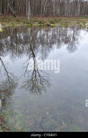 Abfolge von Silber Birken im dicht besiedelten Waldgebiet auf Torf mit Wasser angemeldet Boden wegen starker Regenfälle beschnitten Stockfoto