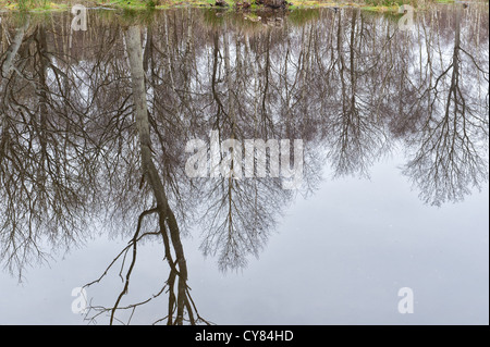 Abfolge von Silber Birken im dicht besiedelten Waldgebiet auf Torf mit Wasser angemeldet Boden wegen starker Regenfälle beschnitten Stockfoto