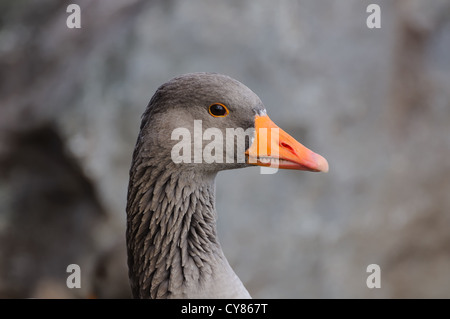 Schuss in den Kopf von einer Graugans hautnah Stockfoto