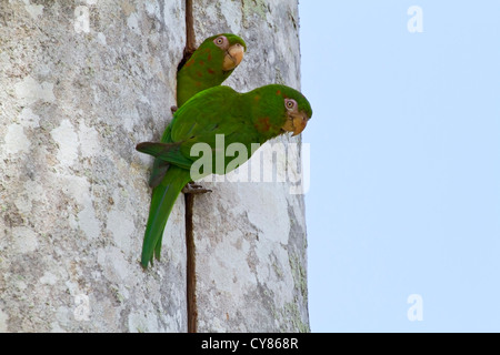 Kubanische Sittich (Aratinga Euops) paar Erwachsene am nisten Loch in Palme, Kuba, Karibik Stockfoto