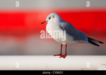 Lachmöwe im Gefieder-Zucht Stockfoto