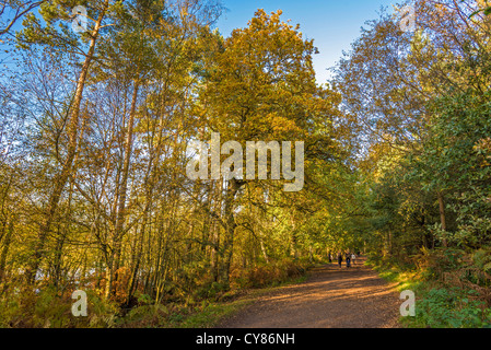 Herbstfärbung in Delamere Wald Cheshire. Stockfoto