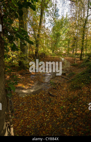 Herbstlaub in Barton Springs Stockfoto