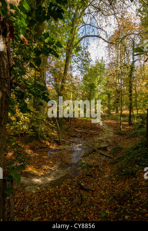 Herbstlaub in Barton Springs Stockfoto