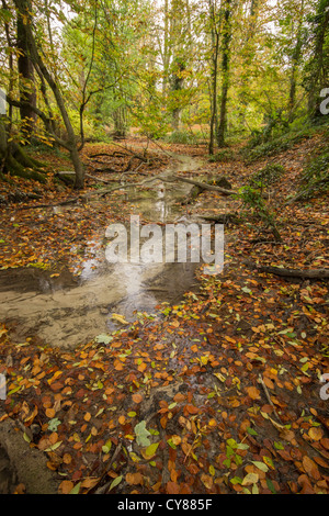 Herbstlaub in Barton Springs Stockfoto