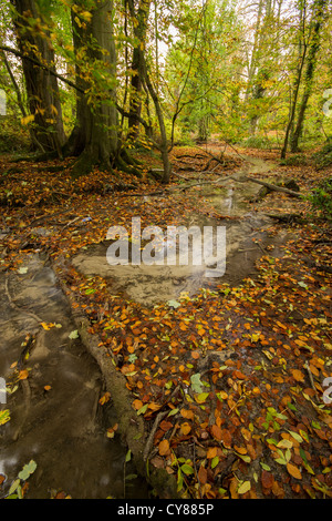 Herbstlaub in Barton Springs Stockfoto