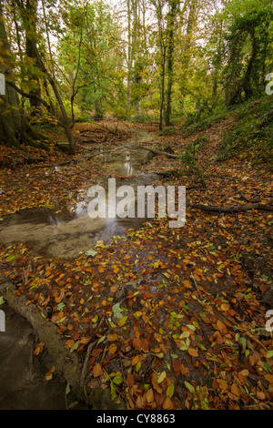 Herbstlaub in Barton Springs Stockfoto