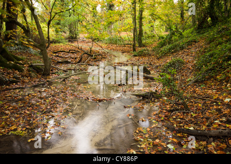 Herbstlaub in Barton Springs Stockfoto