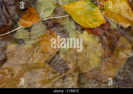 Herbstlaub in Barton Springs Stockfoto