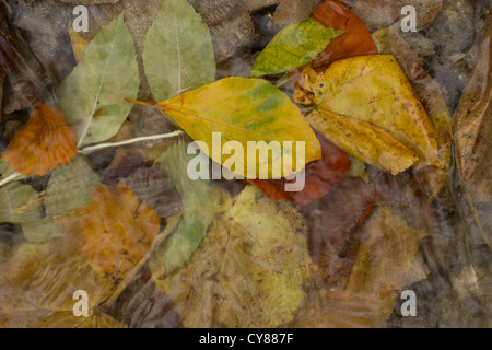 Herbstlaub in Barton Springs Stockfoto