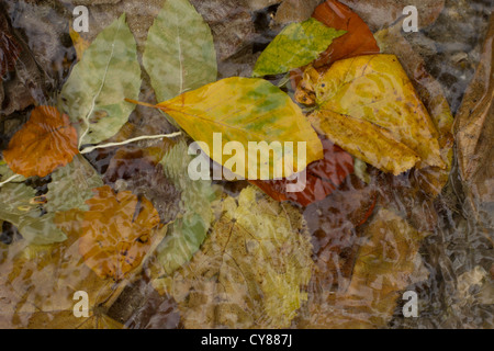 Herbstlaub in Barton Springs Stockfoto