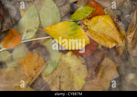 Herbstlaub in Barton Springs Stockfoto