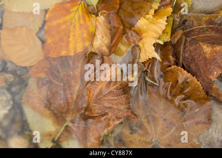 Herbstlaub in Barton Springs Stockfoto