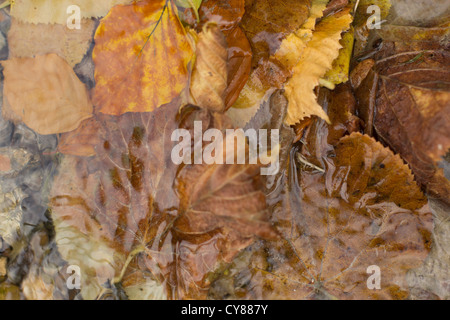 Herbstlaub in Barton Springs Stockfoto