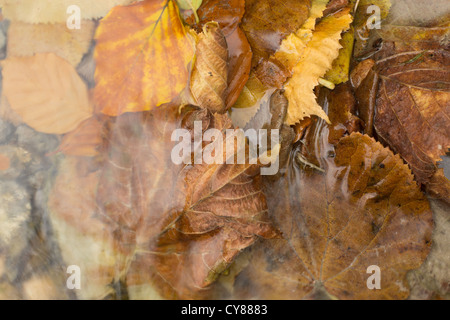 Herbstlaub in Barton Springs Stockfoto